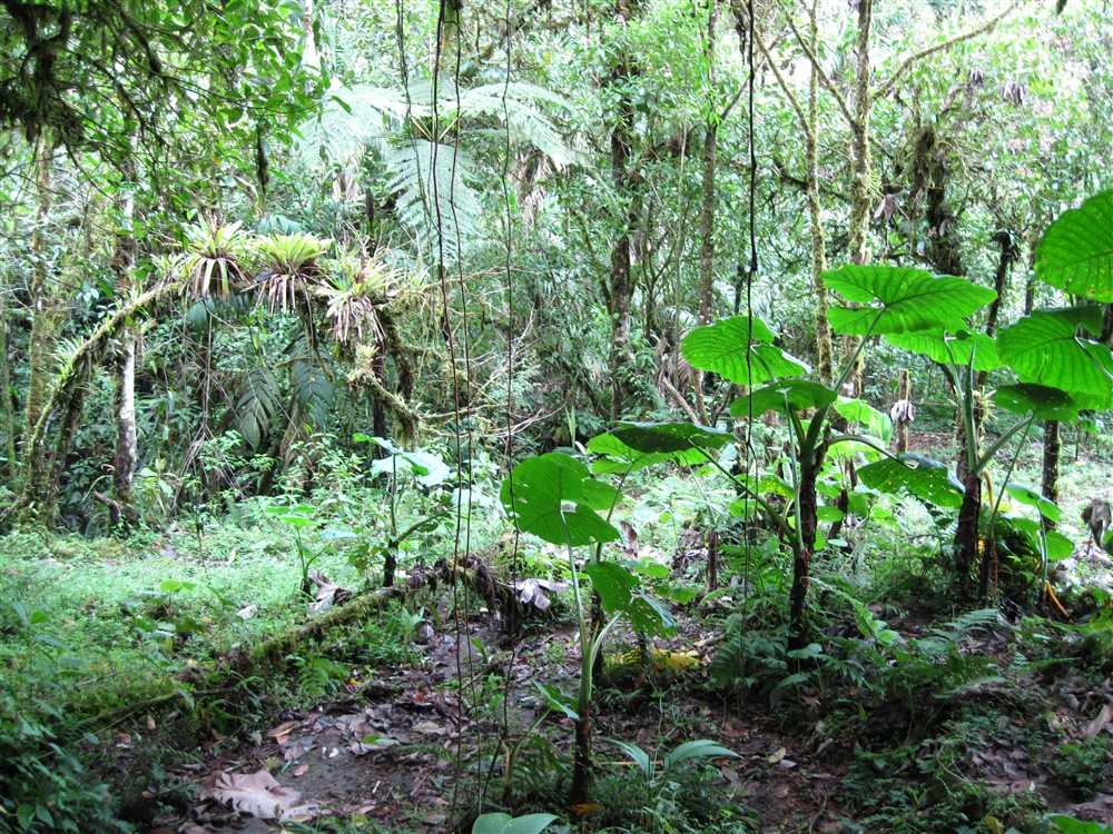 Withdrawn - Large Dairy Farm for Sale near Volcan, Chiriqui, Panama photo 4
