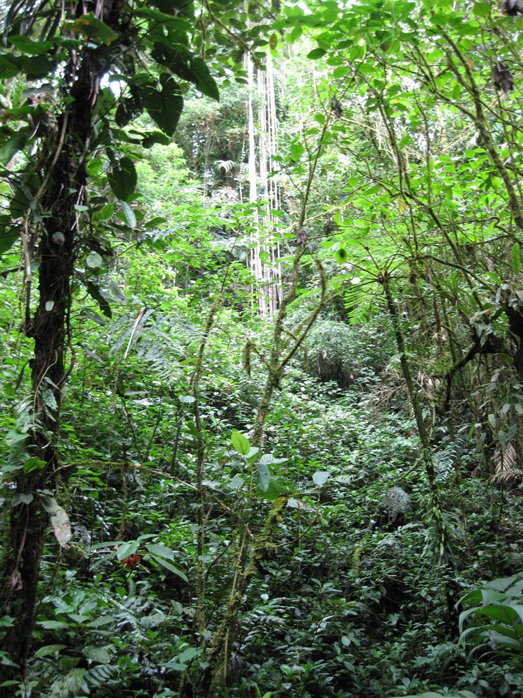 Withdrawn - Large Dairy Farm for Sale near Volcan, Chiriqui, Panama photo 5
