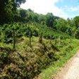 sold Giant Coffee and Versatile Farm in Volcan  – 1.78 million square meters – Finca Cafetalera en Volcan con Hermosas Vistas photo 6