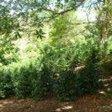 sold Giant Coffee and Versatile Farm in Volcan  – 1.78 million square meters – Finca Cafetalera en Volcan con Hermosas Vistas photo 5