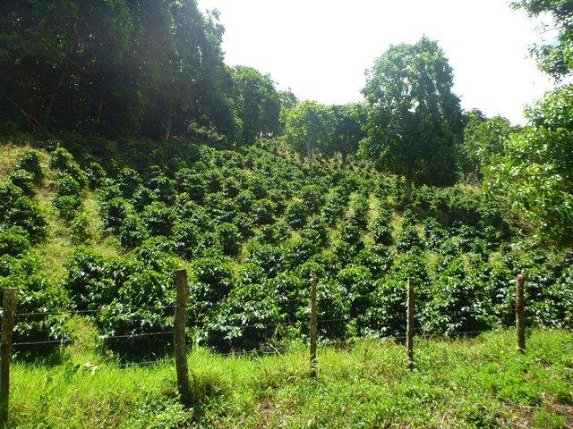 sold Giant Coffee and Versatile Farm in Volcan  – 1.78 million square meters – Finca Cafetalera en Volcan con Hermosas Vistas photo 3