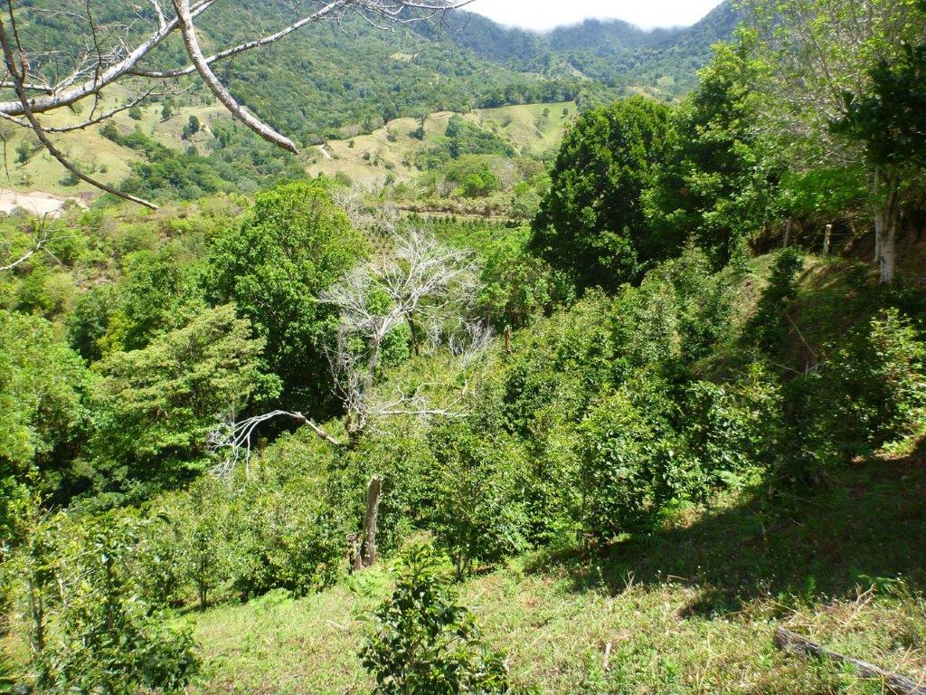 sold Giant Coffee and Versatile Farm in Volcan  – 1.78 million square meters – Finca Cafetalera en Volcan con Hermosas Vistas photo 8