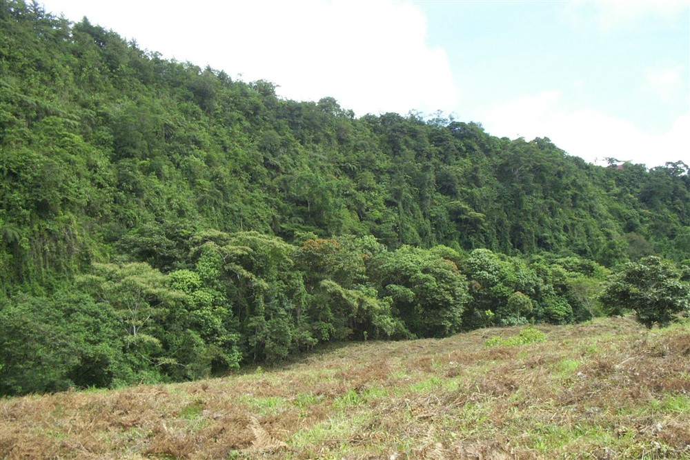 Withdrawn - Large Dairy Farm for Sale near Volcan, Chiriqui, Panama photo 11