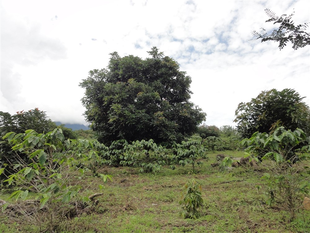 Large Avocado Farm in Palmira, Boquete - Great Opportunity! photo 9