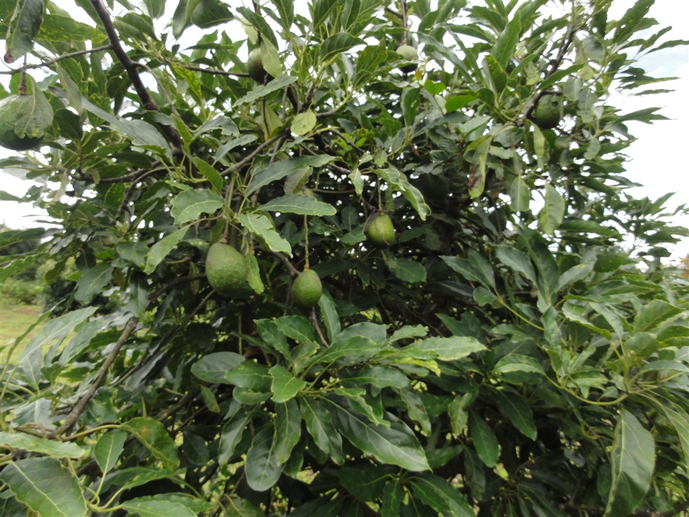Large Avocado Farm in Palmira, Boquete - Great Opportunity! photo 8