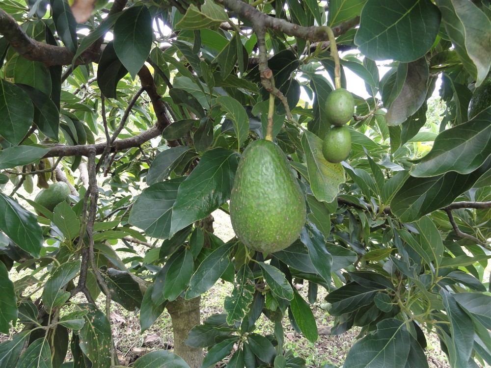 Large Avocado Farm in Palmira, Boquete - Great Opportunity!