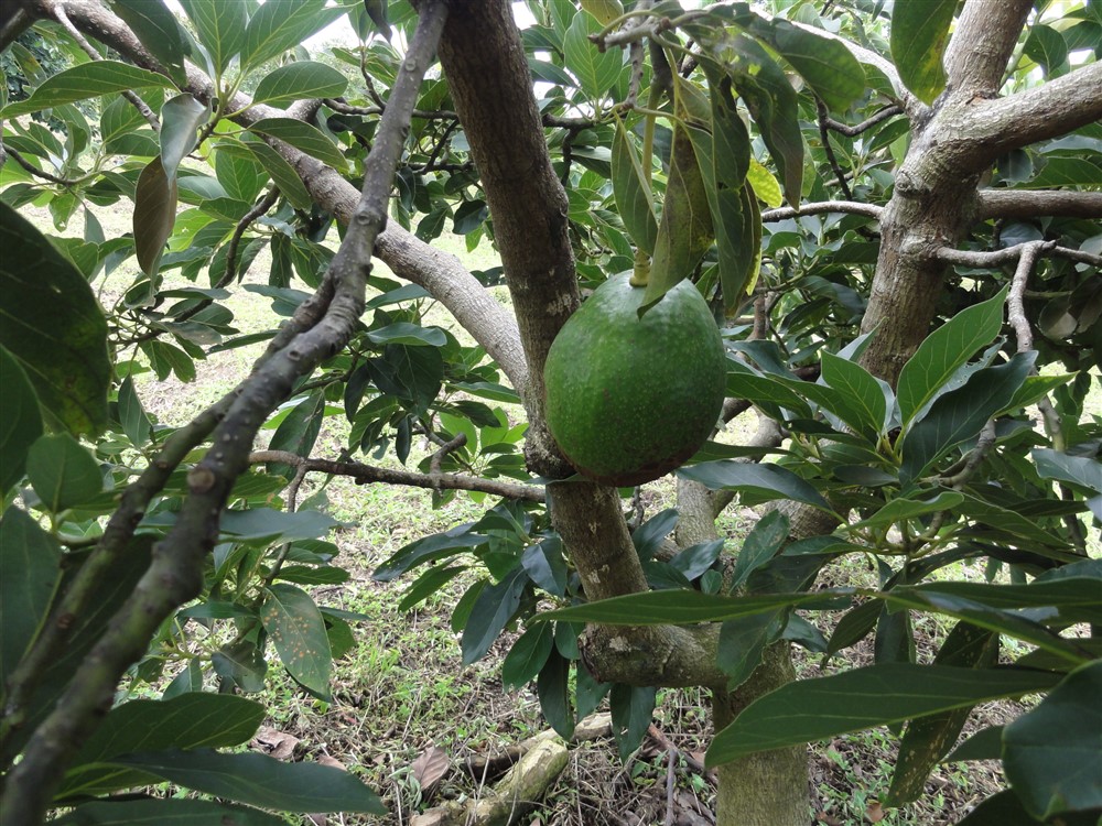 Large Avocado Farm in Palmira, Boquete - Great Opportunity! photo 7