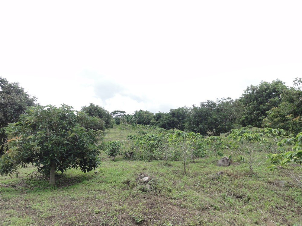 Large Avocado Farm in Palmira, Boquete - Great Opportunity! photo 6