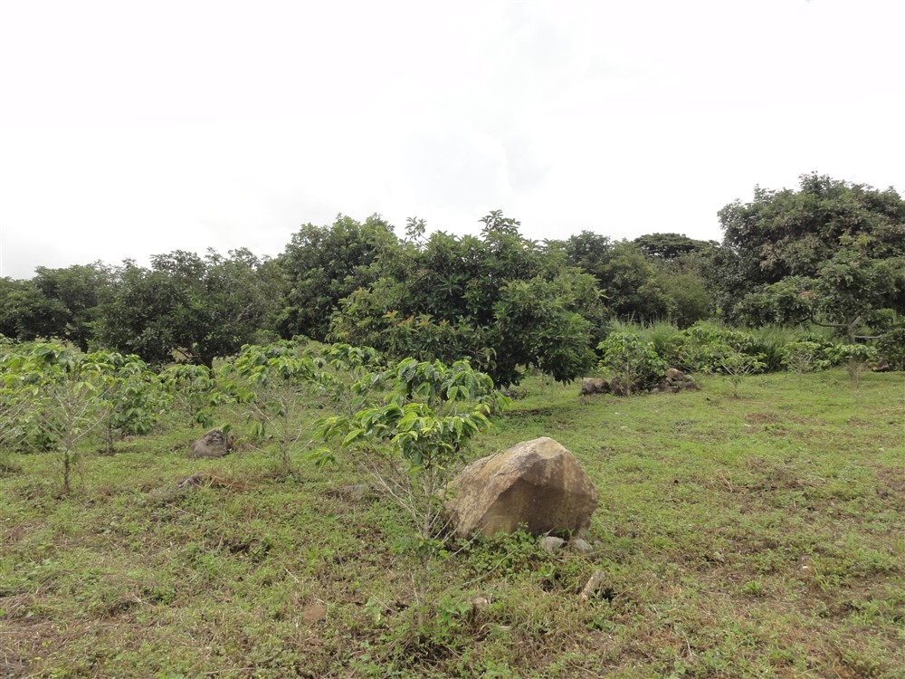 Large Avocado Farm in Palmira, Boquete - Great Opportunity! photo 5