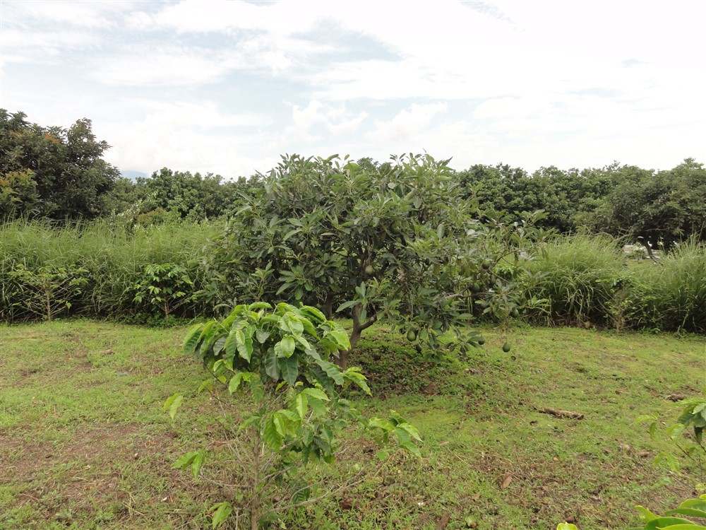 Large Avocado Farm in Palmira, Boquete - Great Opportunity! photo 4