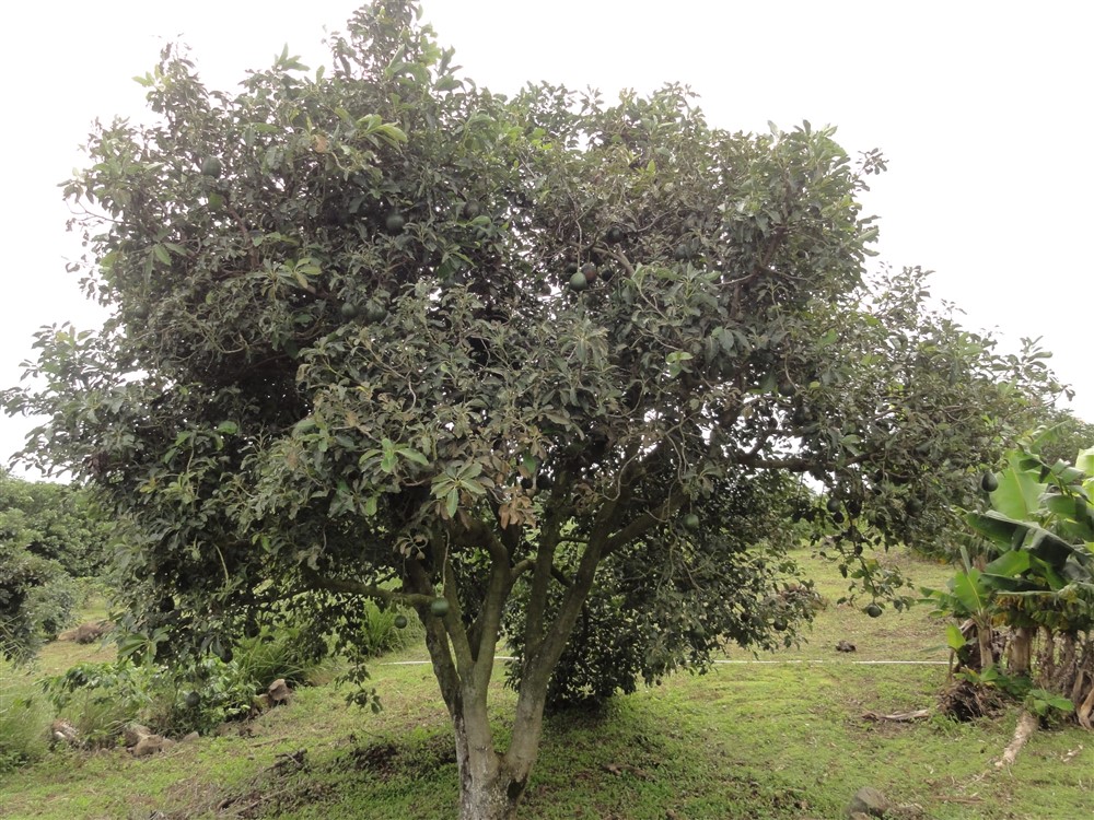 Large Avocado Farm in Palmira, Boquete - Great Opportunity! photo 3