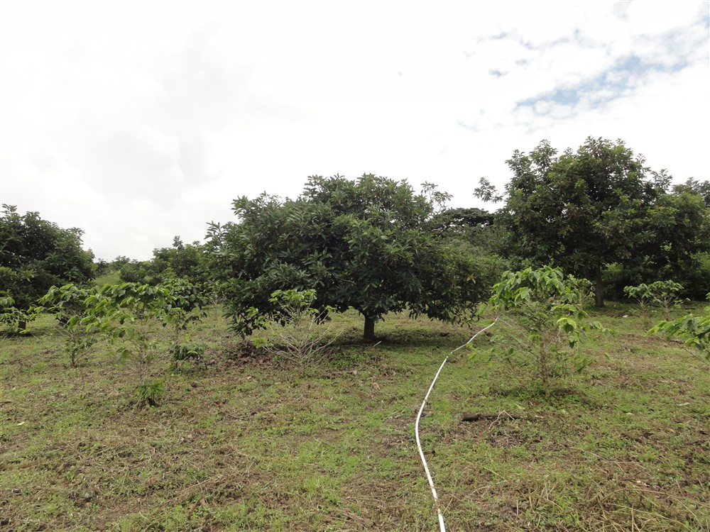 Large Avocado Farm in Palmira, Boquete - Great Opportunity! photo 2