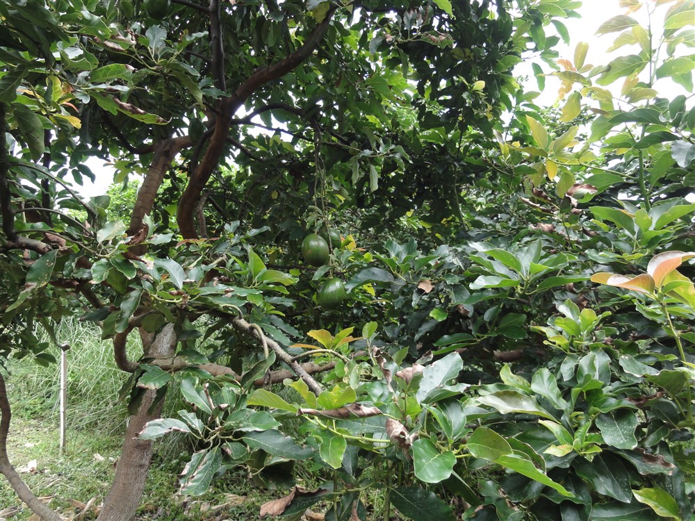 Large Avocado Farm in Palmira, Boquete - Great Opportunity! photo 11