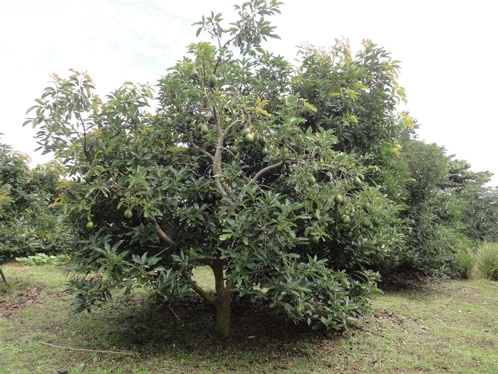 Large Avocado Farm in Palmira, Boquete - Great Opportunity! photo 10