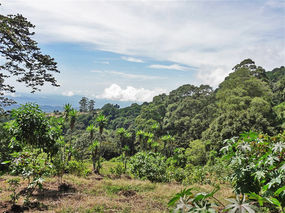 Withdrawn - Perfect Eco-Lodge Tourism Site or Coffee Farm Location next to Volcan Baru National Park Entrance - Could Be Eco-Friendly Home Site - Terreno para Turismo por Entrada del Parque Nacional Volcan Baru photo 5