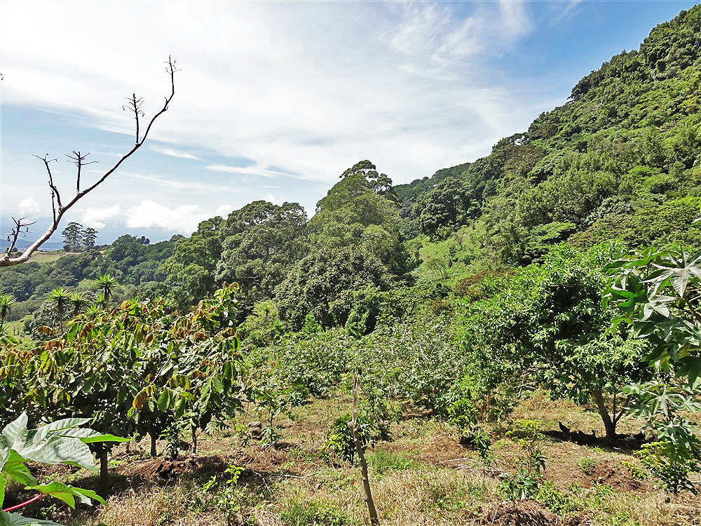 Withdrawn - Perfect Eco-Lodge Tourism Site or Coffee Farm Location next to Volcan Baru National Park Entrance - Could Be Eco-Friendly Home Site - Terreno para Turismo por Entrada del Parque Nacional Volcan Baru photo 6