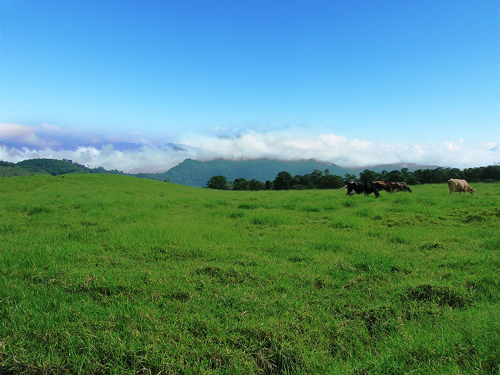Incredible 93 Acres Potrerillos Arriba, Panama Property Close to Boquete – Buy All or a Part – Increíble 93 acres Potrerillos Arriba,  Propiedad de Panamá Cerca de Boquete – Compre Todo o una Parte photo 11
