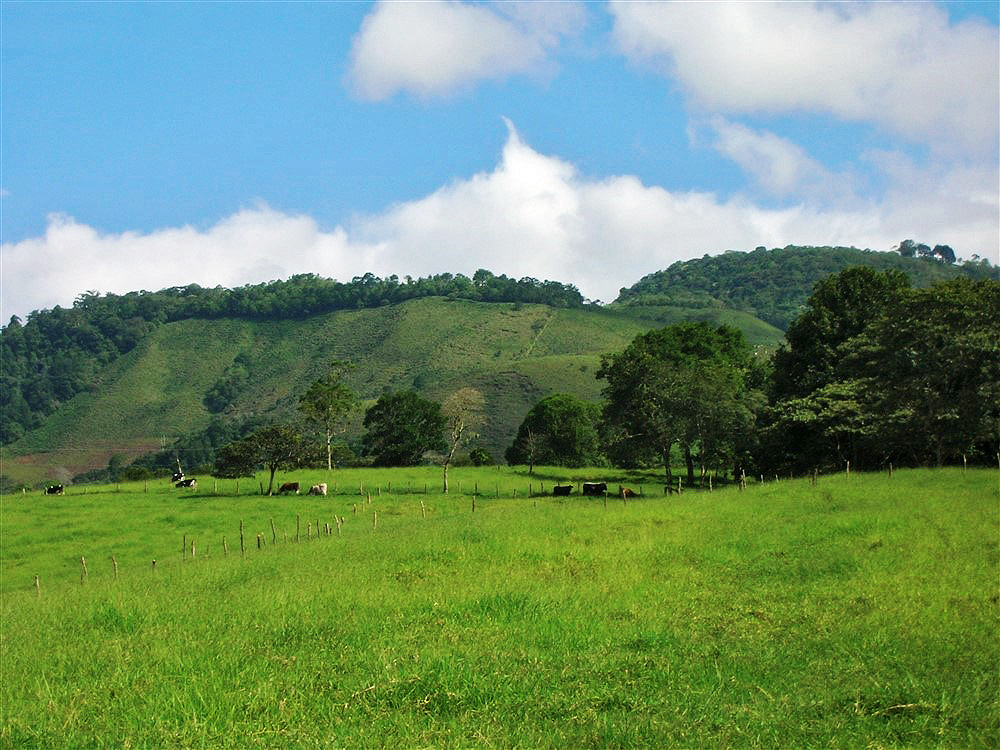 Incredible 93 Acres Potrerillos Arriba, Panama Property Close to Boquete – Buy All or a Part – Increíble 93 acres Potrerillos Arriba,  Propiedad de Panamá Cerca de Boquete – Compre Todo o una Parte photo 4