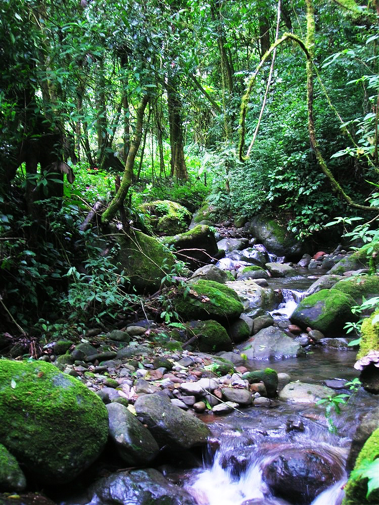 Incredible 93 Acres Potrerillos Arriba, Panama Property Close to Boquete – Buy All or a Part – Increíble 93 acres Potrerillos Arriba,  Propiedad de Panamá Cerca de Boquete – Compre Todo o una Parte photo 8