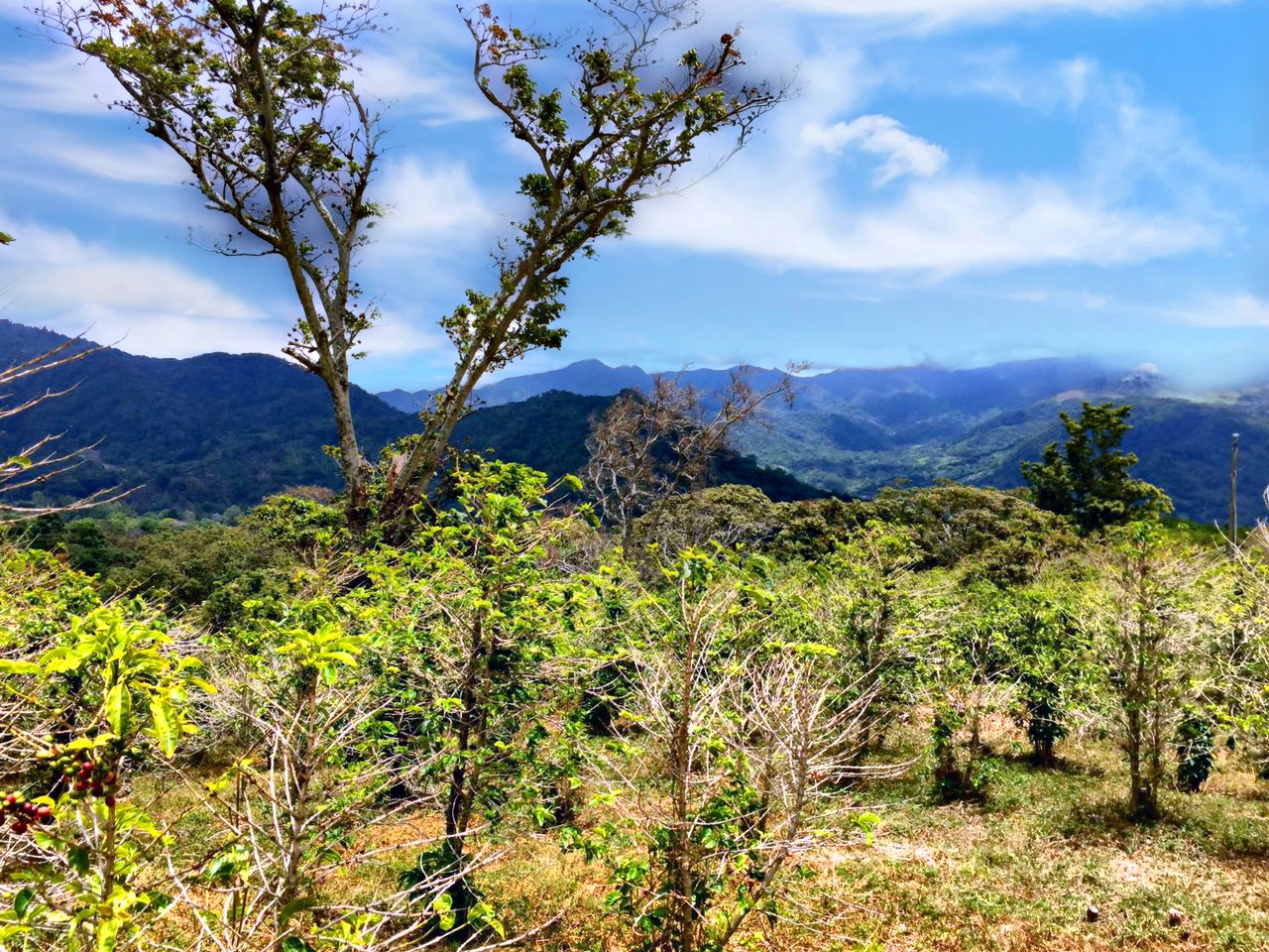 sold Reduced! Stunning View Lot For Sale in El Salto, Boquete, Panama near National Park yet Convenient to Town photo 3