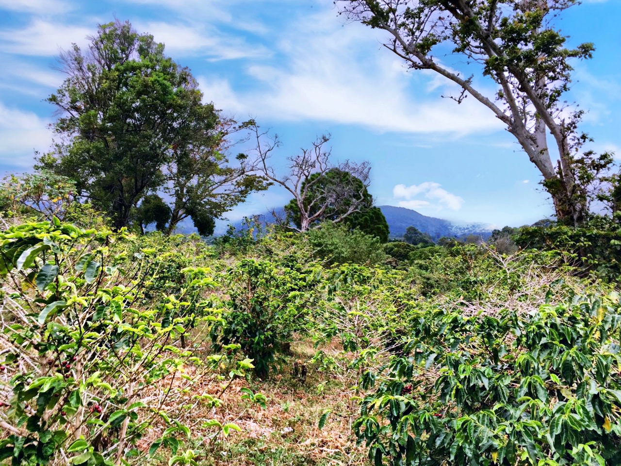 sold Reduced! Stunning View Lot For Sale in El Salto, Boquete, Panama near National Park yet Convenient to Town photo 6