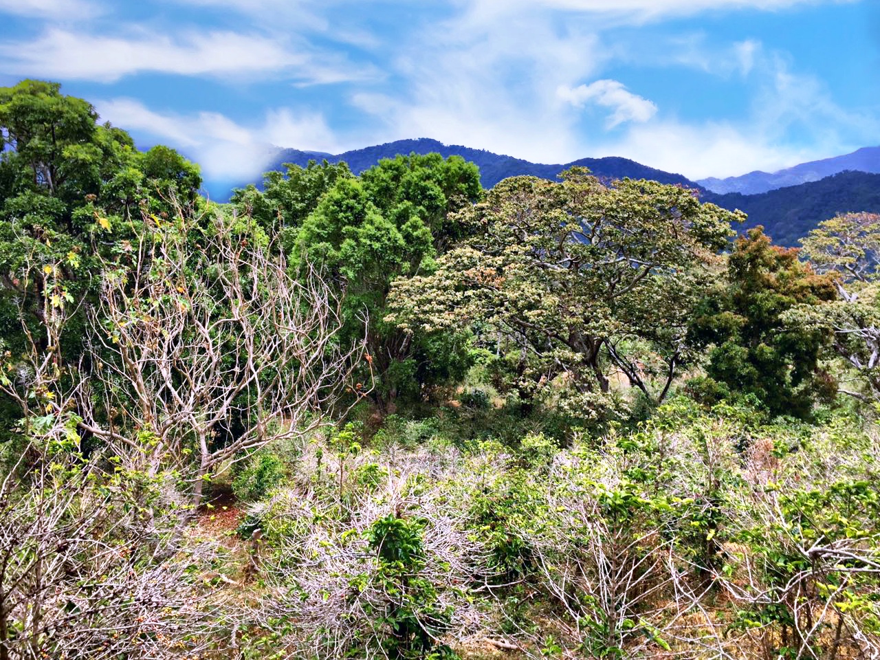 sold Reduced! Stunning View Lot For Sale in El Salto, Boquete, Panama near National Park yet Convenient to Town photo 9