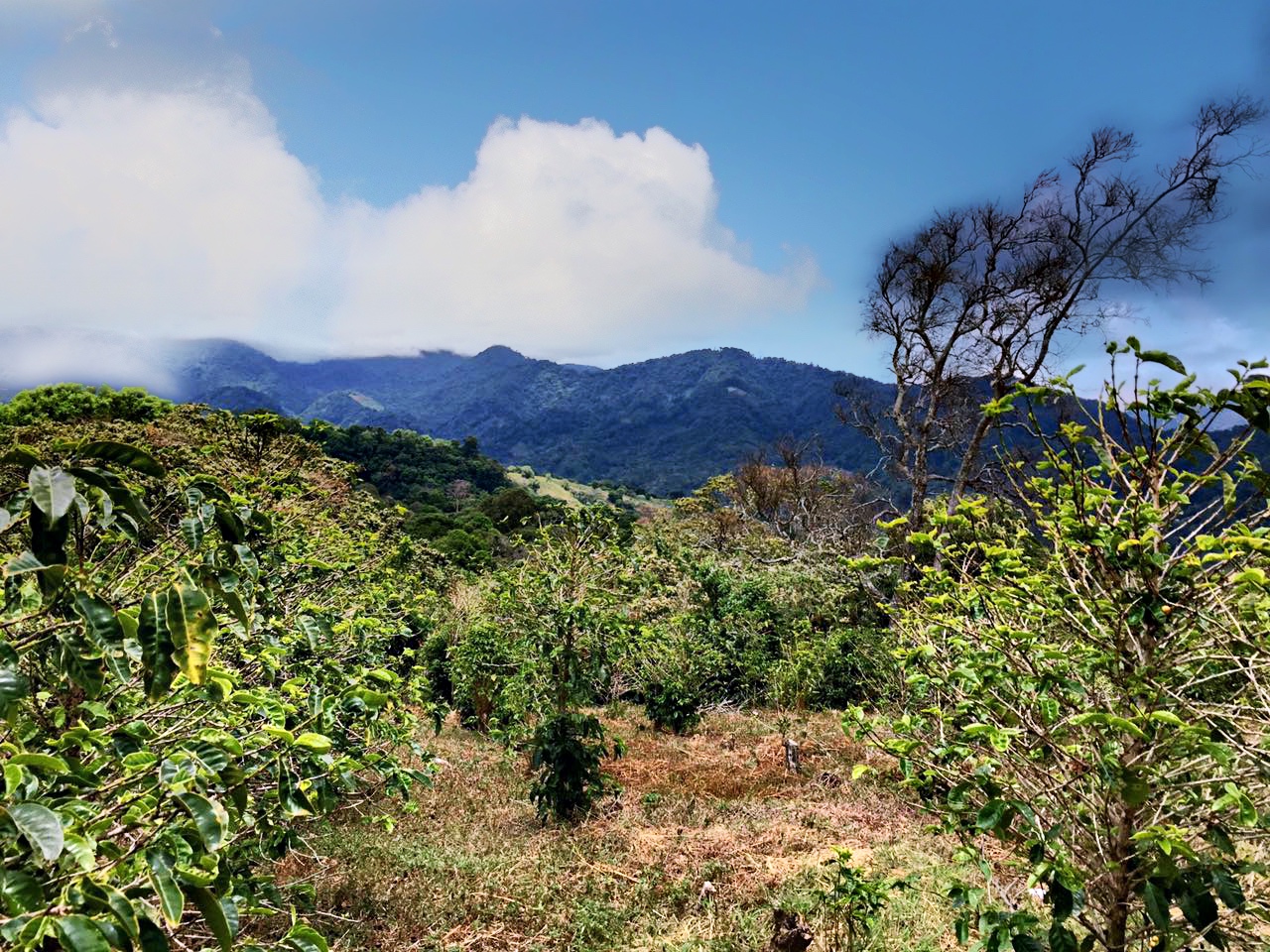 sold Reduced! Stunning View Lot For Sale in El Salto, Boquete, Panama near National Park yet Convenient to Town photo 10
