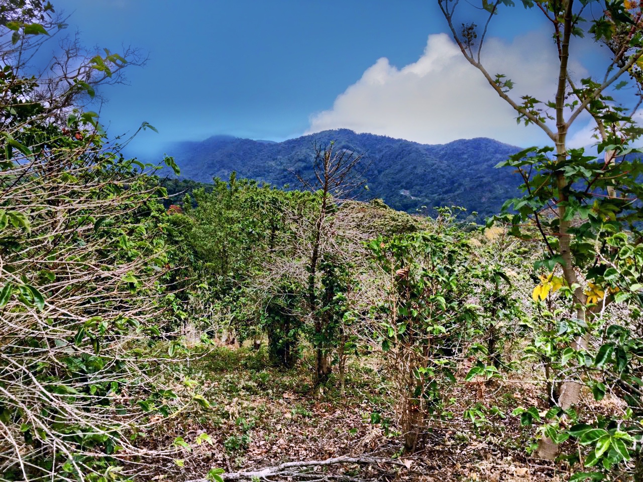 sold Reduced! Stunning View Lot For Sale in El Salto, Boquete, Panama near National Park yet Convenient to Town photo 11