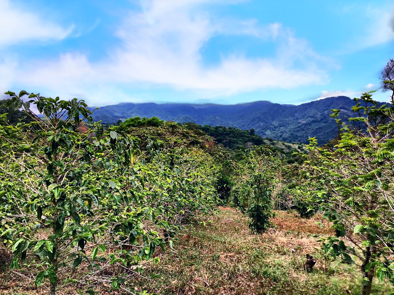 sold Reduced! Stunning View Lot For Sale in El Salto, Boquete, Panama near National Park yet Convenient to Town photo 12