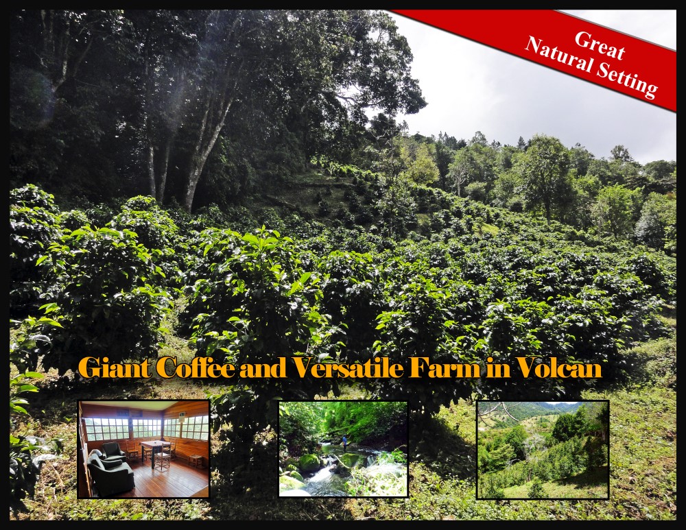sold Giant Coffee and Versatile Farm in Volcan  – 1.78 million square meters – Finca Cafetalera en Volcan con Hermosas Vistas