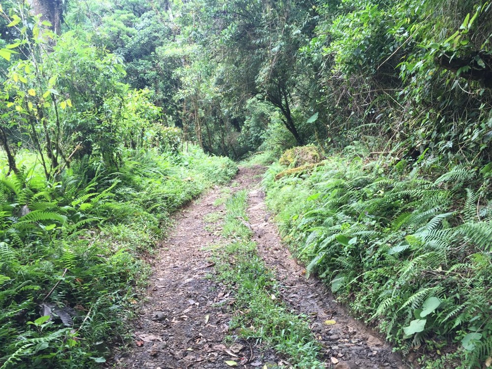 Withdrawn 18 Lush Hectares – 46 plus Acres – in Bajo Mono, Boquete for Under $200K – Potential Eco-Resort Site photo 3
