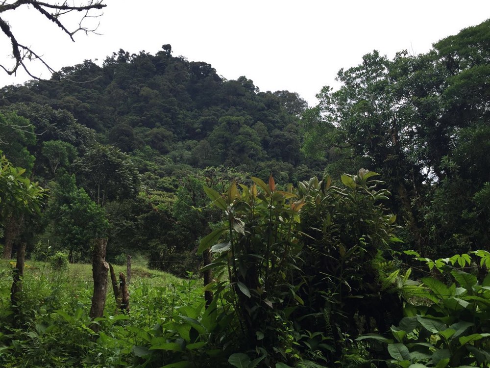 Withdrawn 18 Lush Hectares – 46 plus Acres – in Bajo Mono, Boquete for Under $200K – Potential Eco-Resort Site photo 4