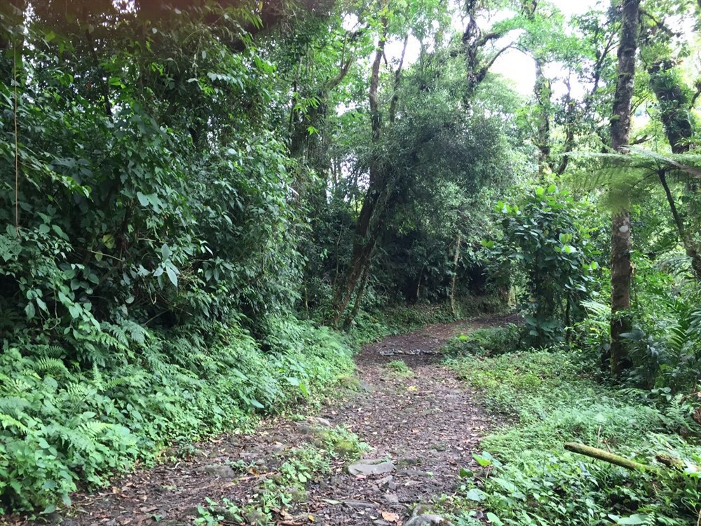 Withdrawn 18 Lush Hectares – 46 plus Acres – in Bajo Mono, Boquete for Under $200K – Potential Eco-Resort Site photo 2