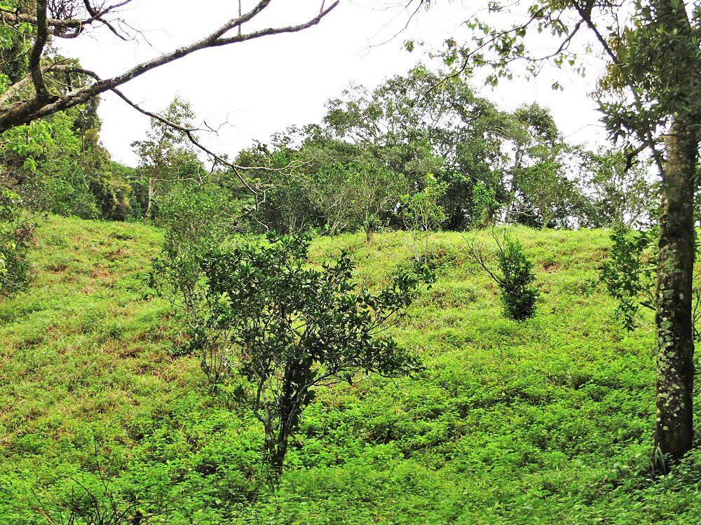 Sold by Casa Solution! Intense View Property in the Heights of Jaramillo, Boquete – Propiedad con Vista Intensa en las Alturas de Jaramillo, Boquete photo 5