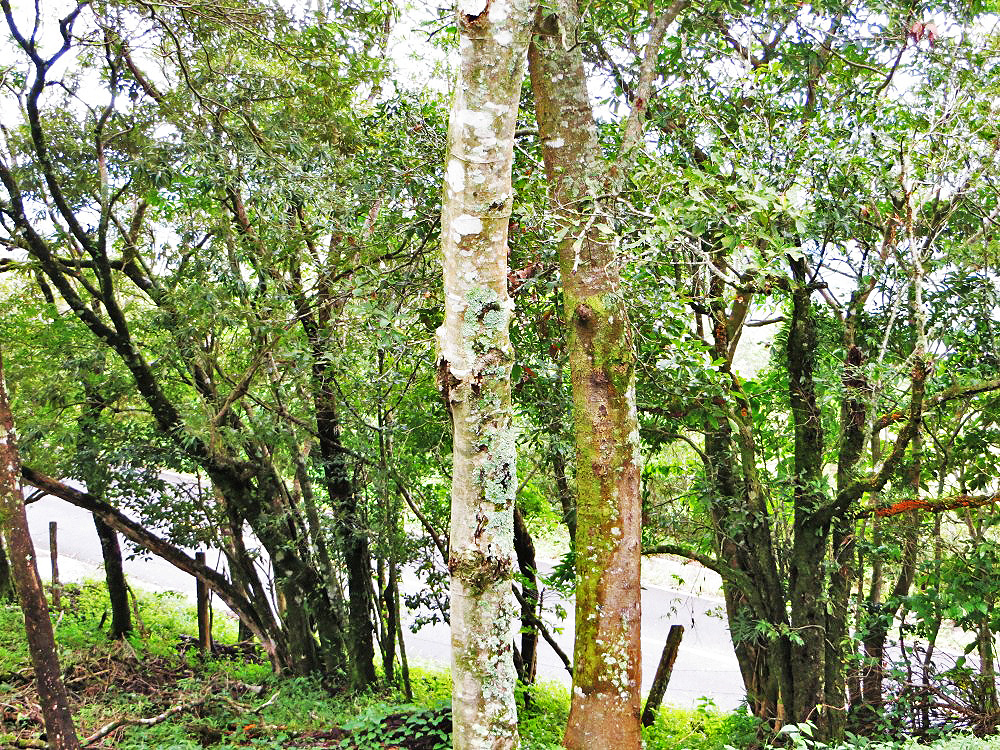 Sold by Casa Solution! Intense View Property in the Heights of Jaramillo, Boquete – Propiedad con Vista Intensa en las Alturas de Jaramillo, Boquete photo 6