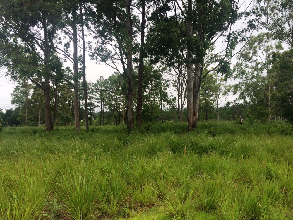 Sold by Casa Solution – Land for Sale Near Palmira Entrance in Alto Boquete photo 4