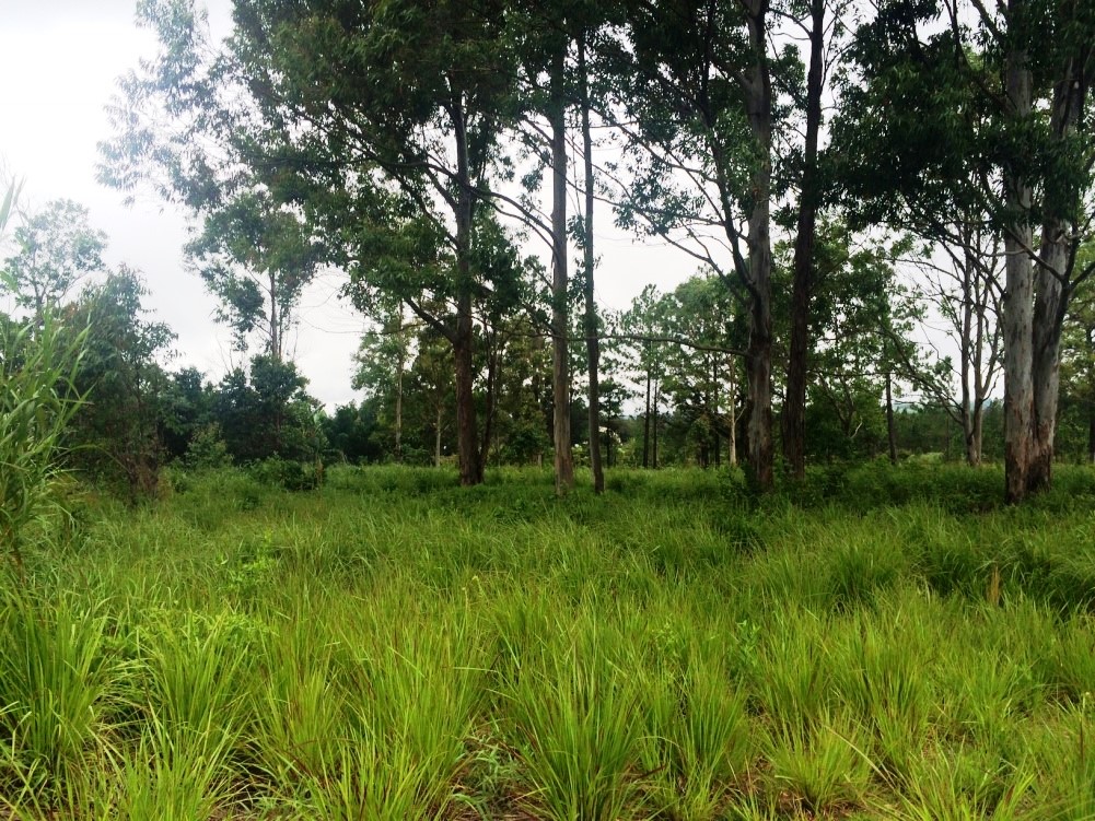 Sold by Casa Solution – Land for Sale Near Palmira Entrance in Alto Boquete photo 9