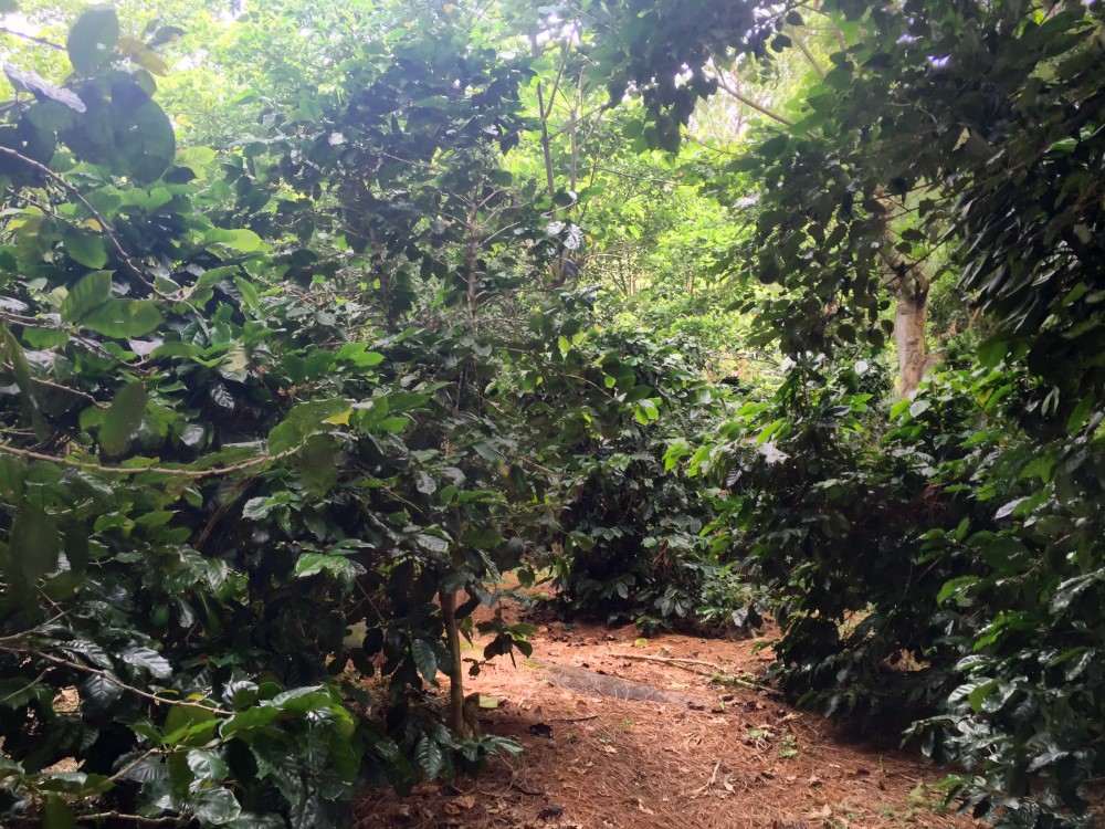 Beautiful Lush Lots Just Off the Loop Road in Palo Alto, Boquete photo 11