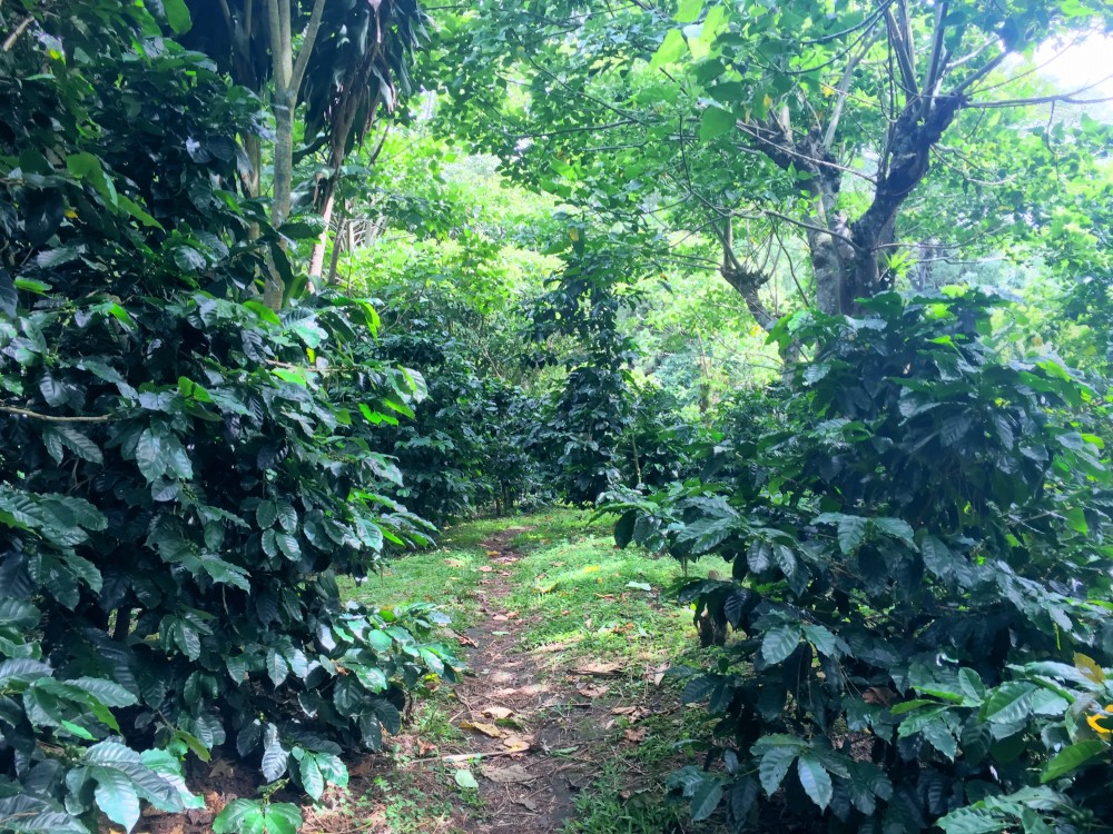 Beautiful Lush Lots Just Off the Loop Road in Palo Alto, Boquete photo 12