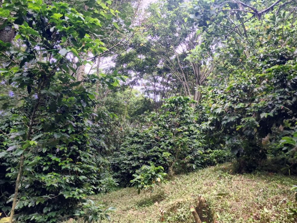Beautiful Lush Lots Just Off the Loop Road in Palo Alto, Boquete photo 3