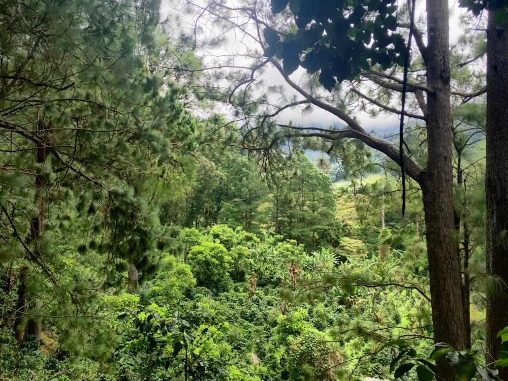 Beautiful Lush Lots Just Off the Loop Road in Palo Alto, Boquete photo 4