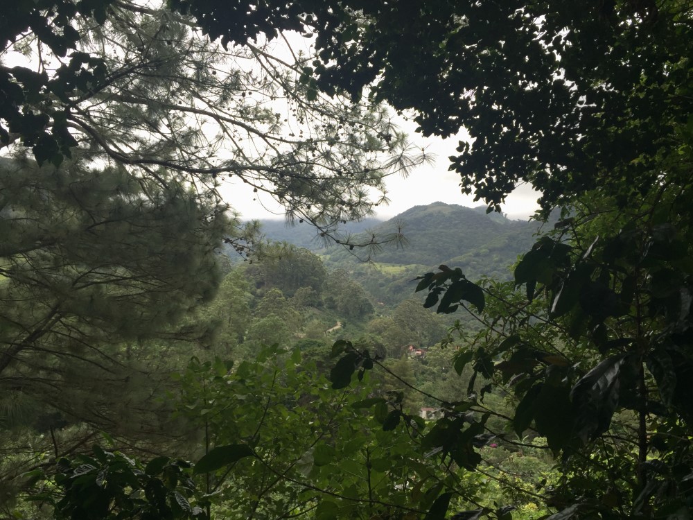 Beautiful Lush Lots Just Off the Loop Road in Palo Alto, Boquete photo 5