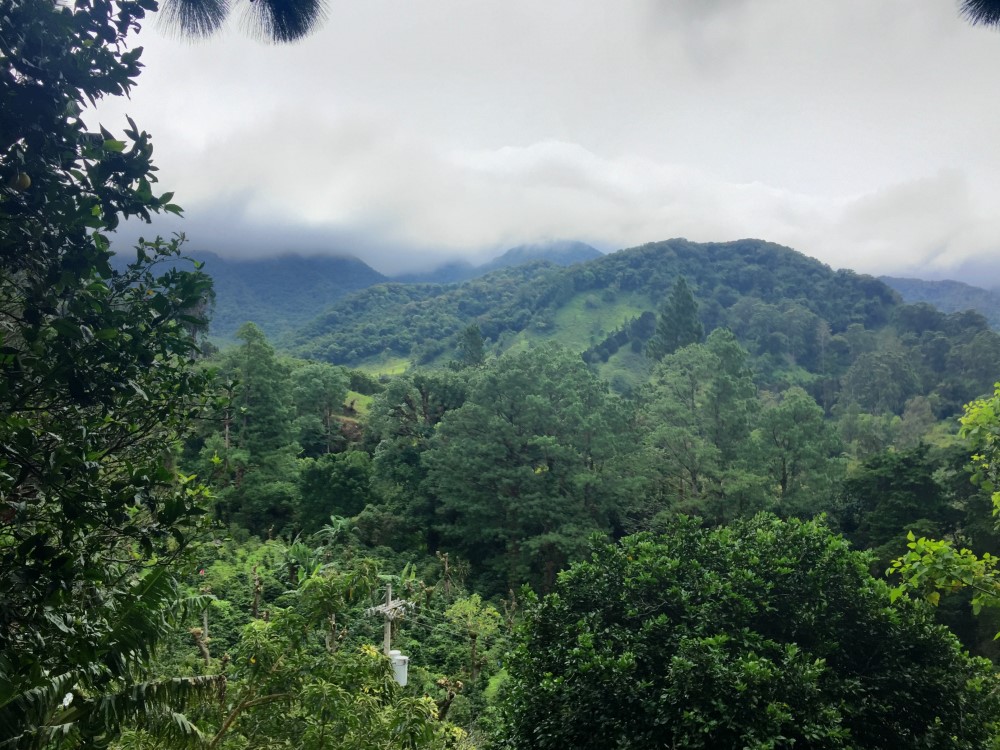 Beautiful Lush Lots Just Off the Loop Road in Palo Alto, Boquete photo 8