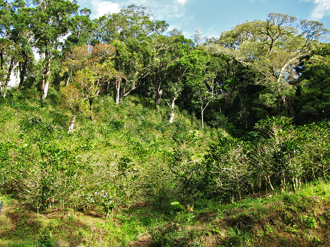 Sold by Casa Solution – High Quality Lot, Low Price –  Home Building Lot in Las Terrazas Boquete Gated Community – Lote en la Exclusiva Comunidad Las Terrazas de Boquete. photo 8