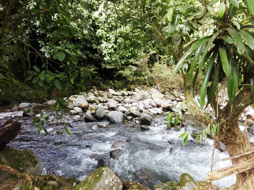 House Plus Guest House for Sale on 2.63 Acres Close to David, Panama photo 3