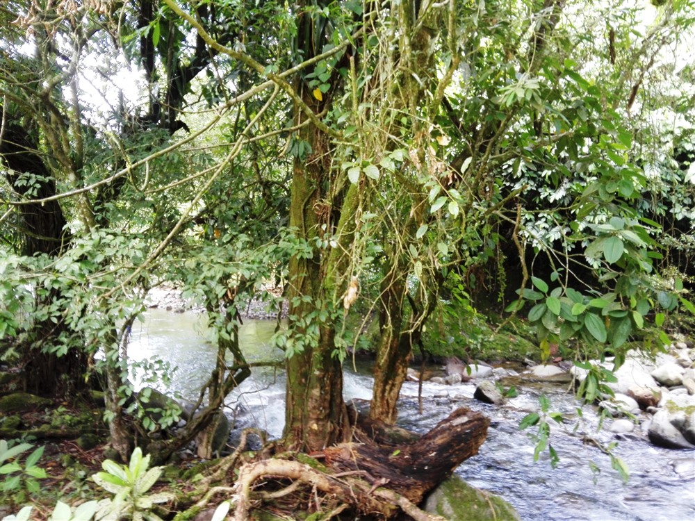 House Plus Guest House for Sale on 2.63 Acres Close to David, Panama photo 4