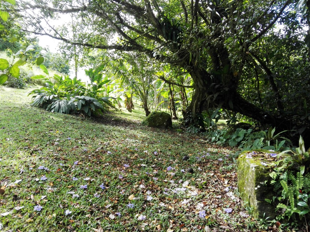 House Plus Guest House for Sale on 2.63 Acres Close to David, Panama photo 6
