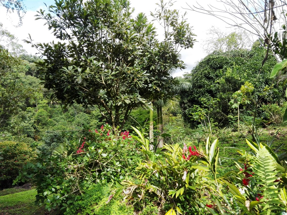 House Plus Guest House for Sale on 2.63 Acres Close to David, Panama photo 7
