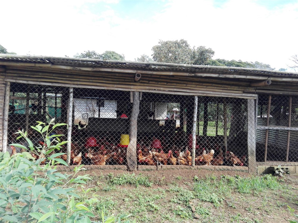 Sold by Casa Solution! House on 0.5 Acre Lot for Sale or Rent Close to the Center of Caldera, Boquete, Panama – Has Full Year Stream & A House photo 11