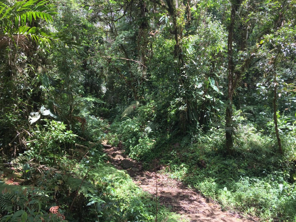 Withdrawn 18 Lush Hectares – 46 plus Acres – in Bajo Mono, Boquete for Under $200K – Potential Eco-Resort Site photo 6